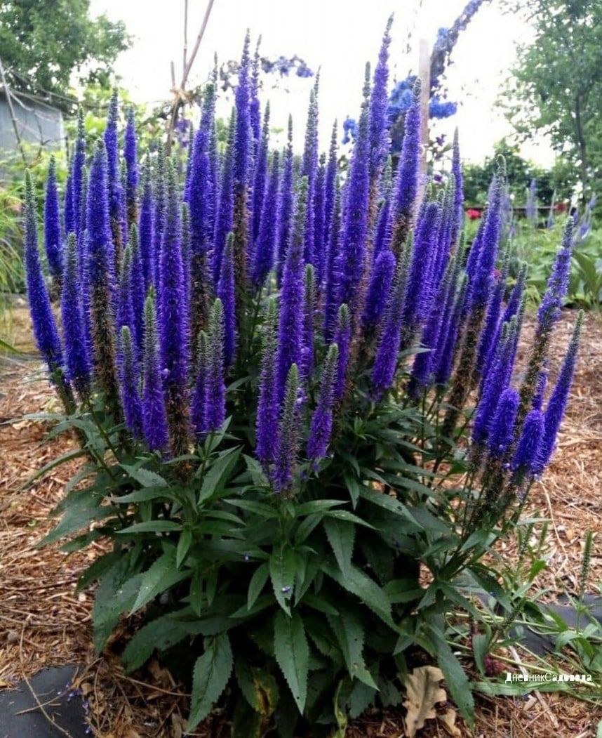 Многолетник Вероника колосковая