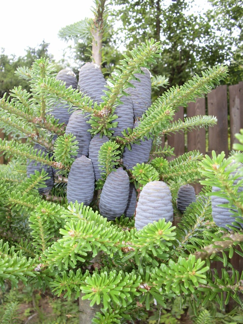 Пихта Сильвер Блю