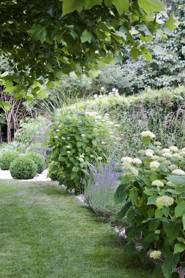 Дерен и гортензия изгородь