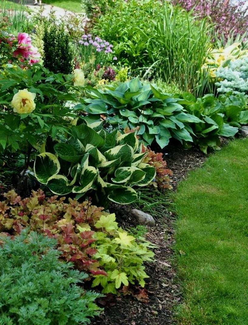 Хоста лилейник миксбордер