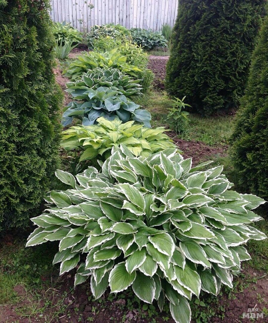 Миксбордер с туями и гортензиями и Хоста