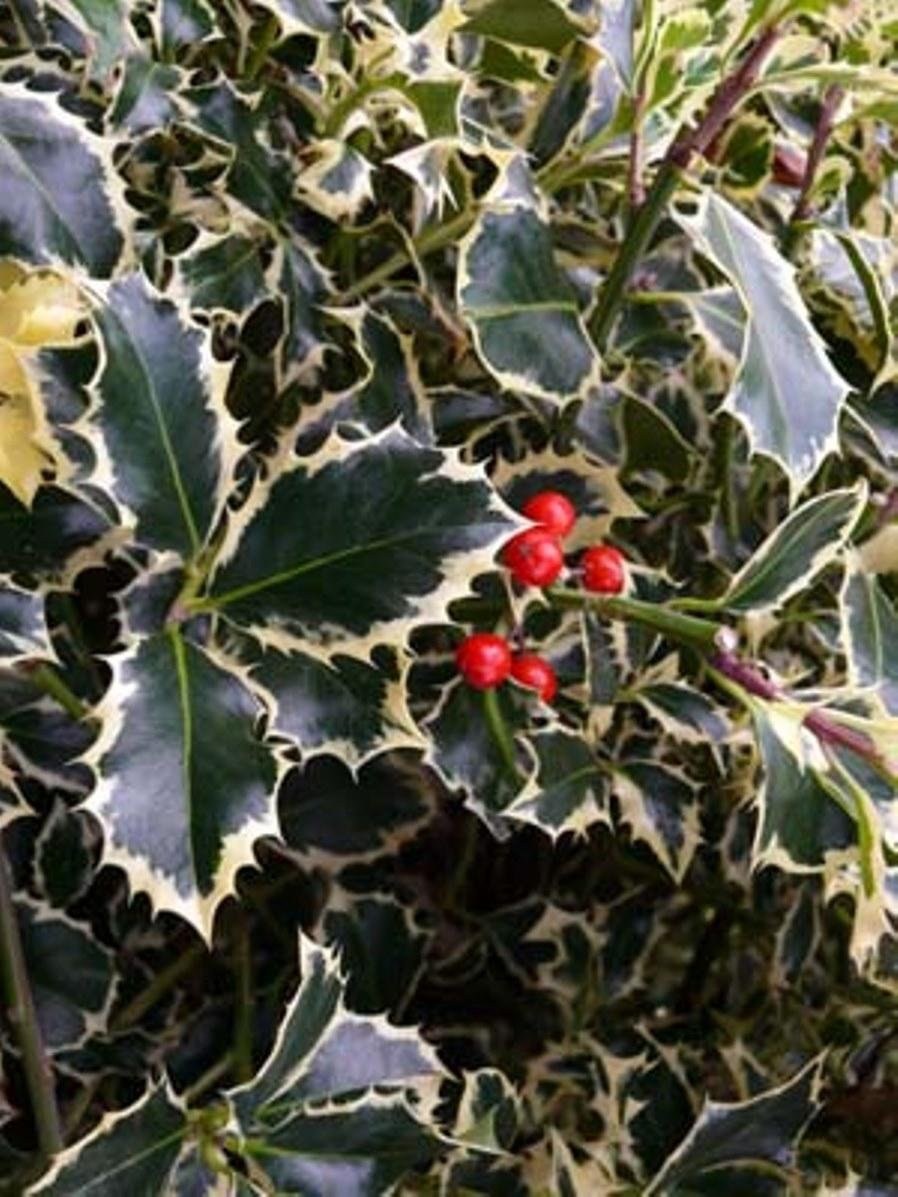 Падуб Аргентина Маргината