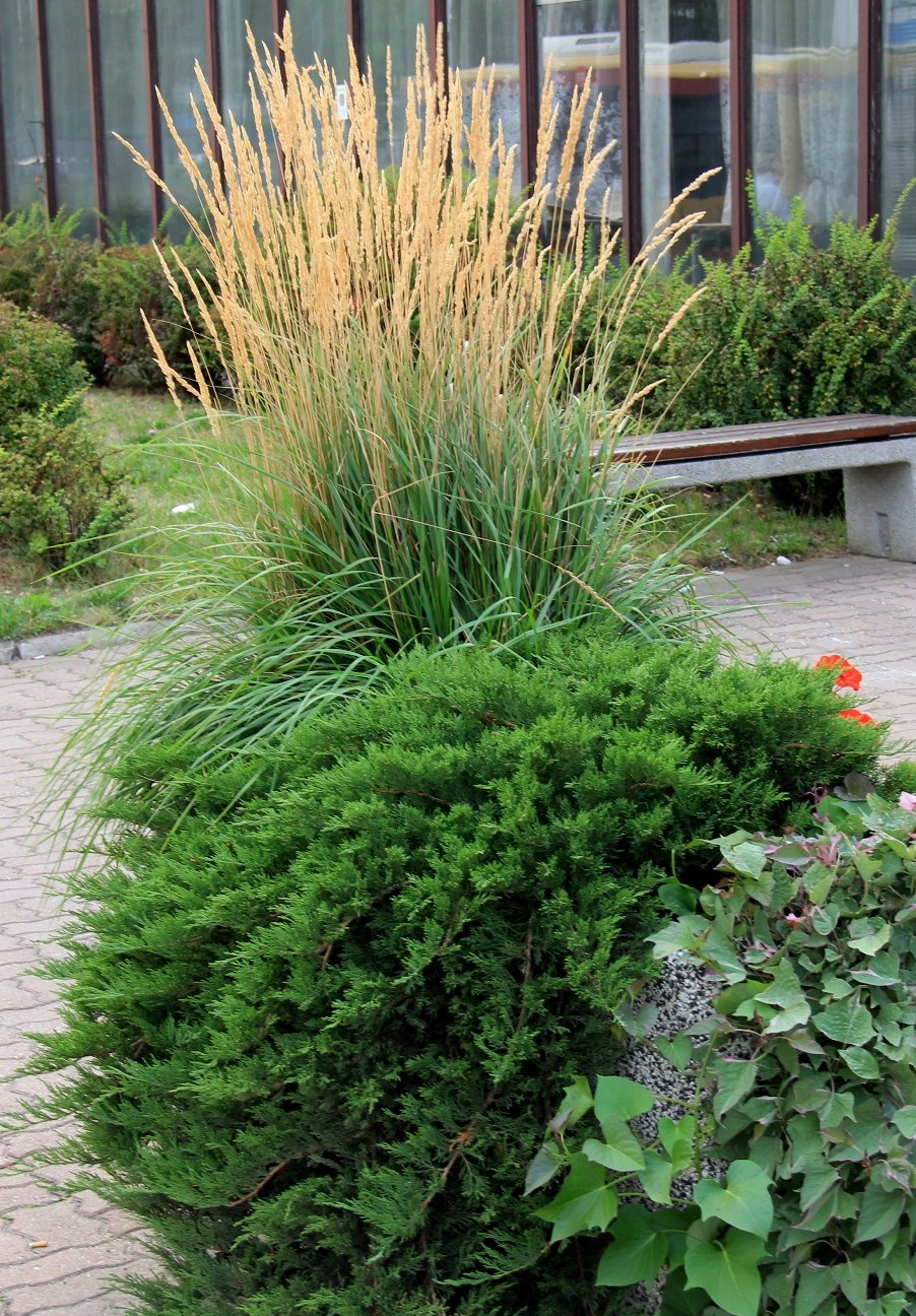 Вейник и можжевельник