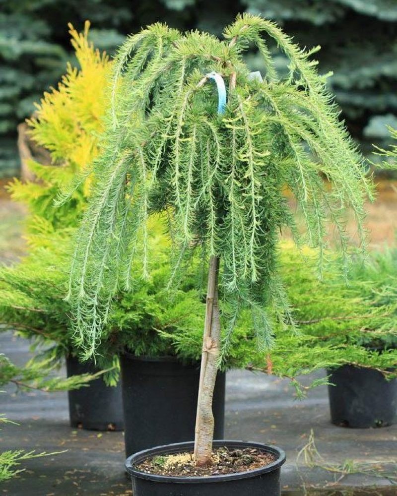 Лиственница европейская Пендула