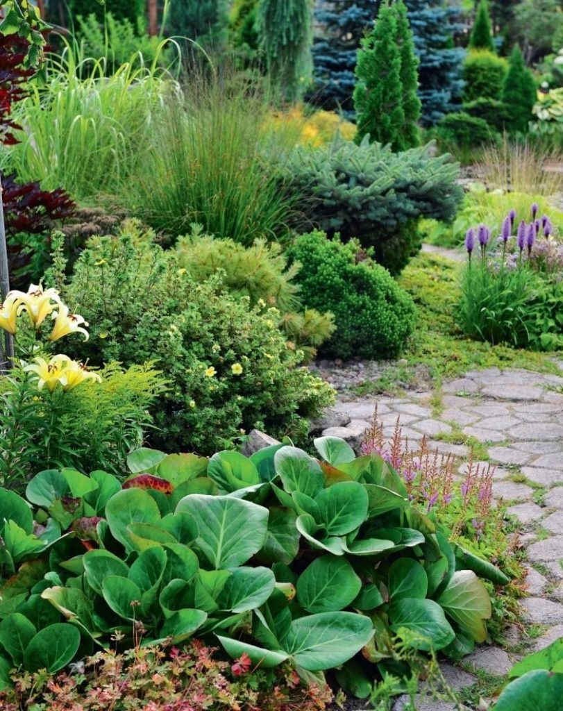 Клумба Хоста и астильба бадан