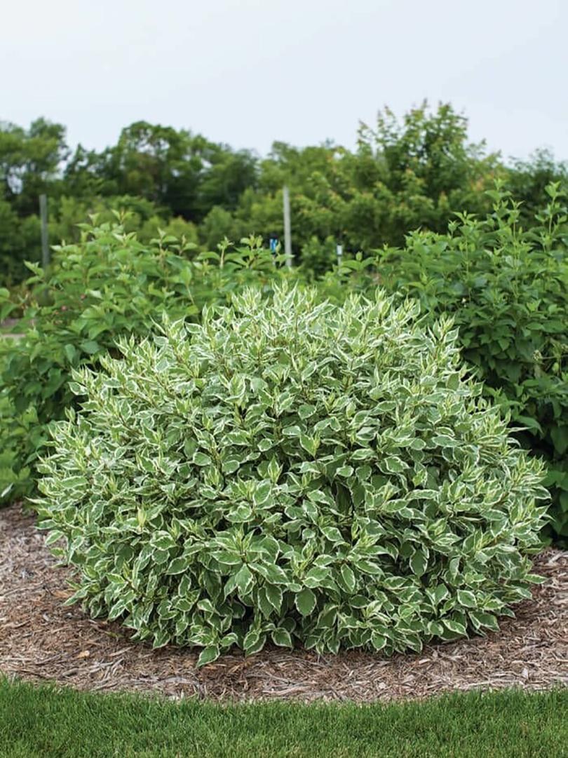 Дерен Элегантиссима