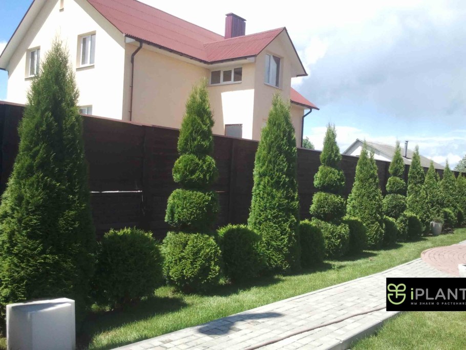 Живая изгородь из туи Даника