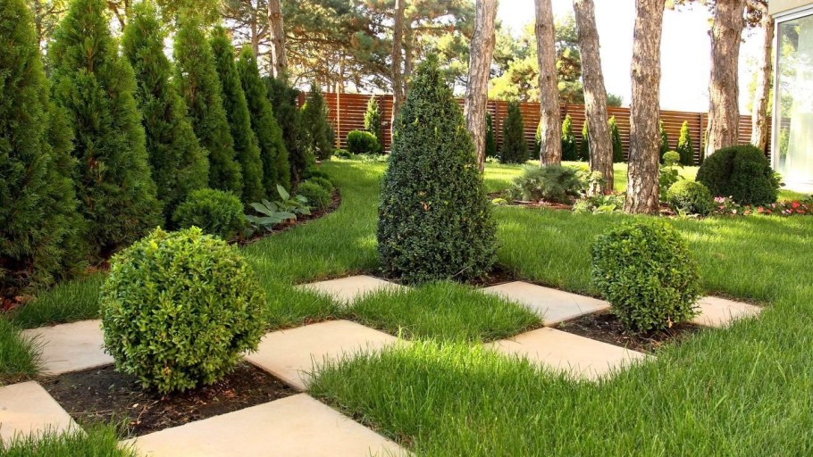 Туя Западная Даника