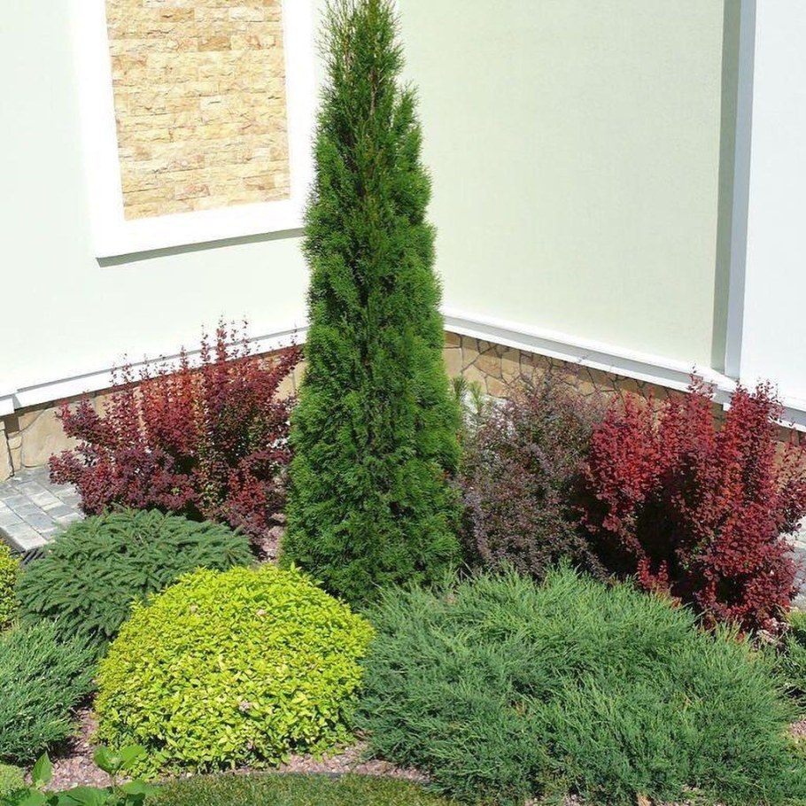 Туя Смарагд и Даника