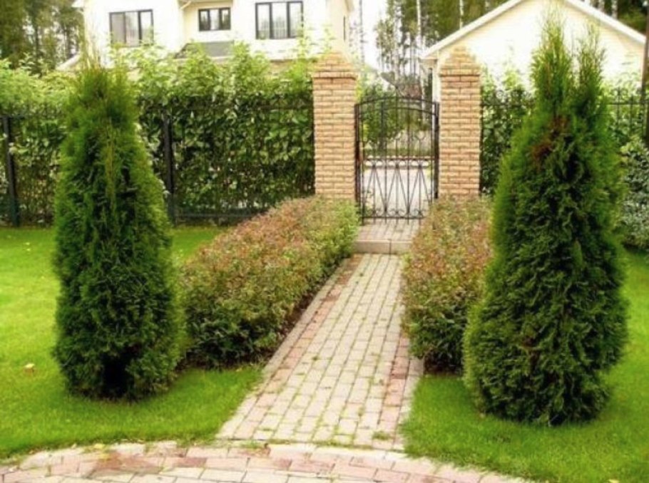 Туя Смарагд изгородь