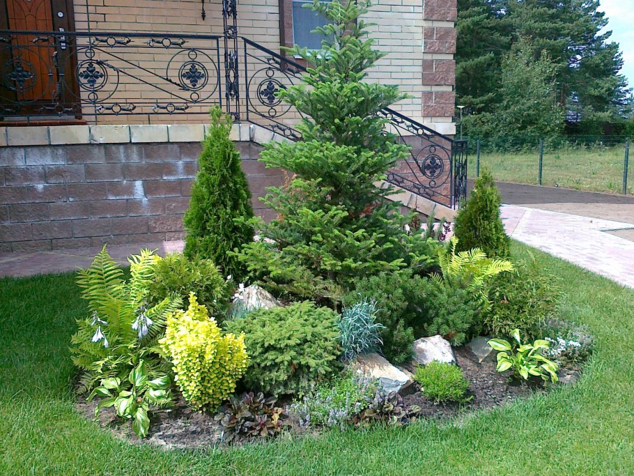 Клумба туя Хоста можжевельник