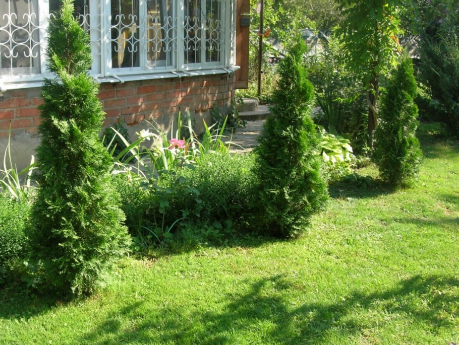 Туя Смарагд в ландшафтном