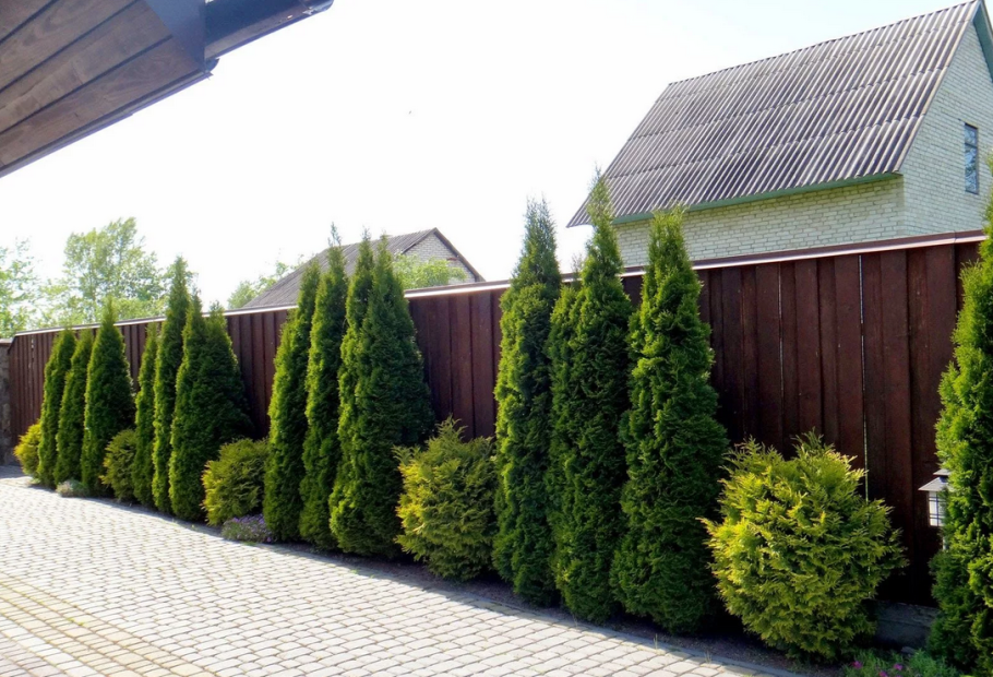 Туя Смарагд Живая изгородь