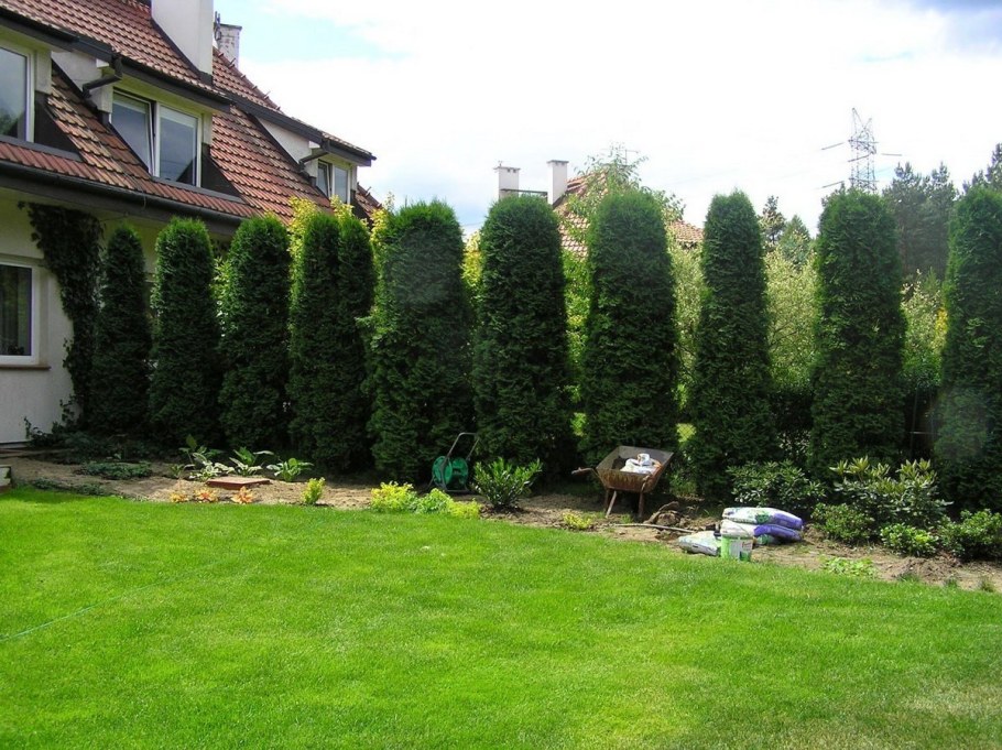 Туя Смарагд в ландшафтном