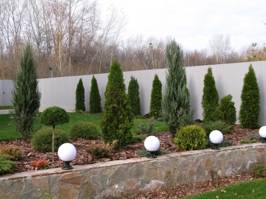 Туя Колумна в ландшафте