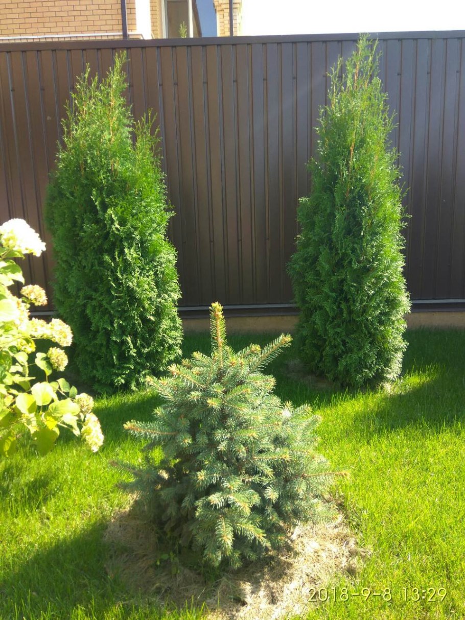 Пихта можжевельник туя Даника