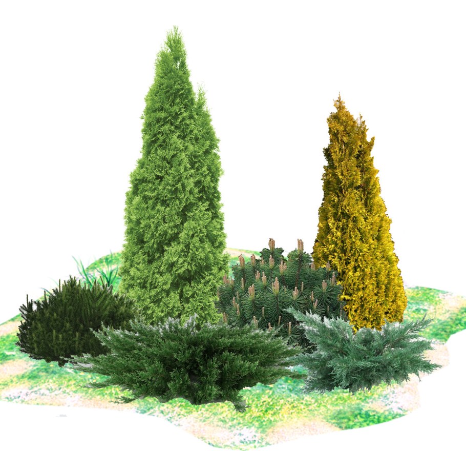 Туя Западная Smaragd