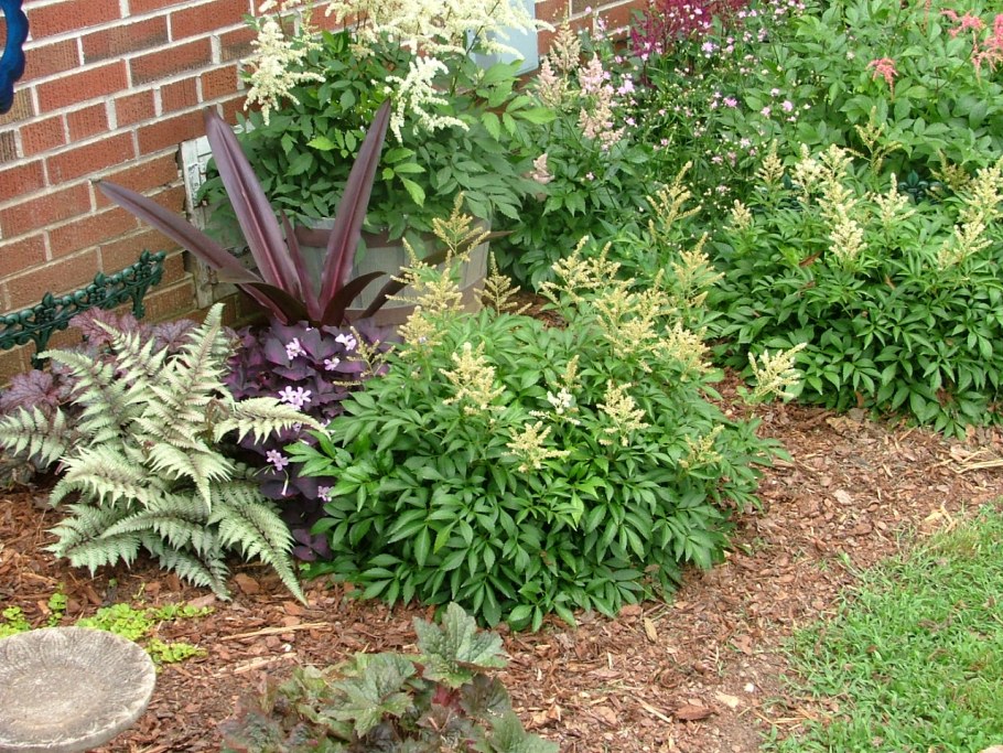 Клумба Хоста папоротник гейхера
