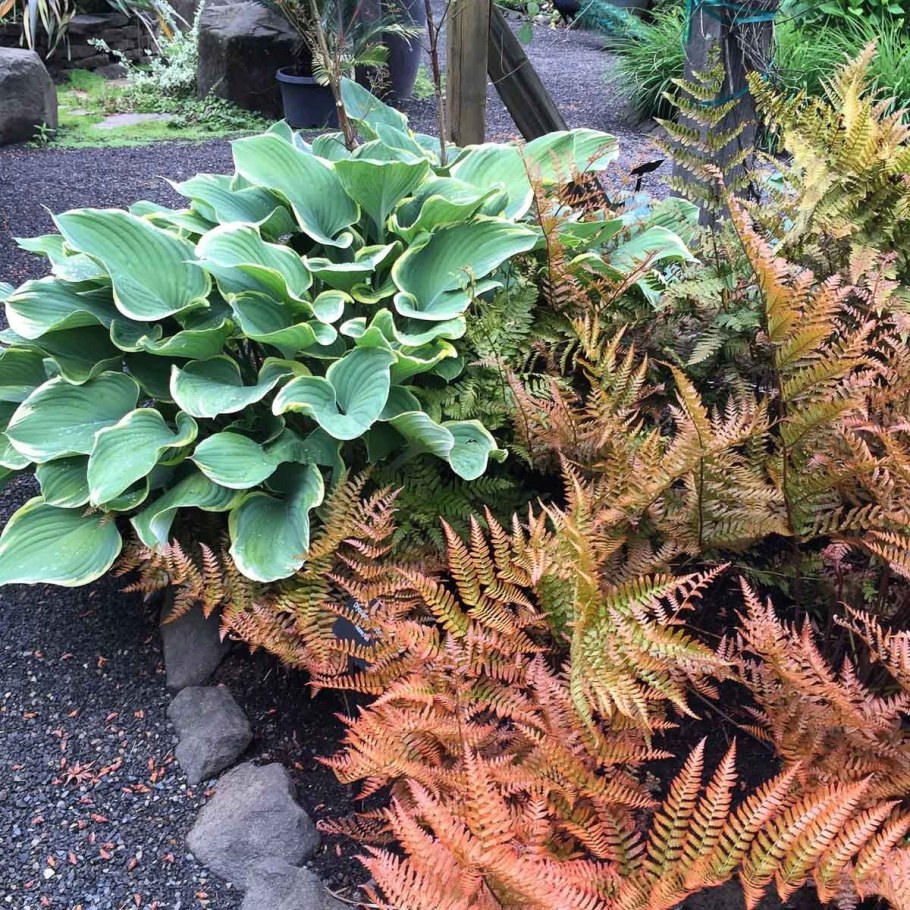 Клумба с папоротником и хостой