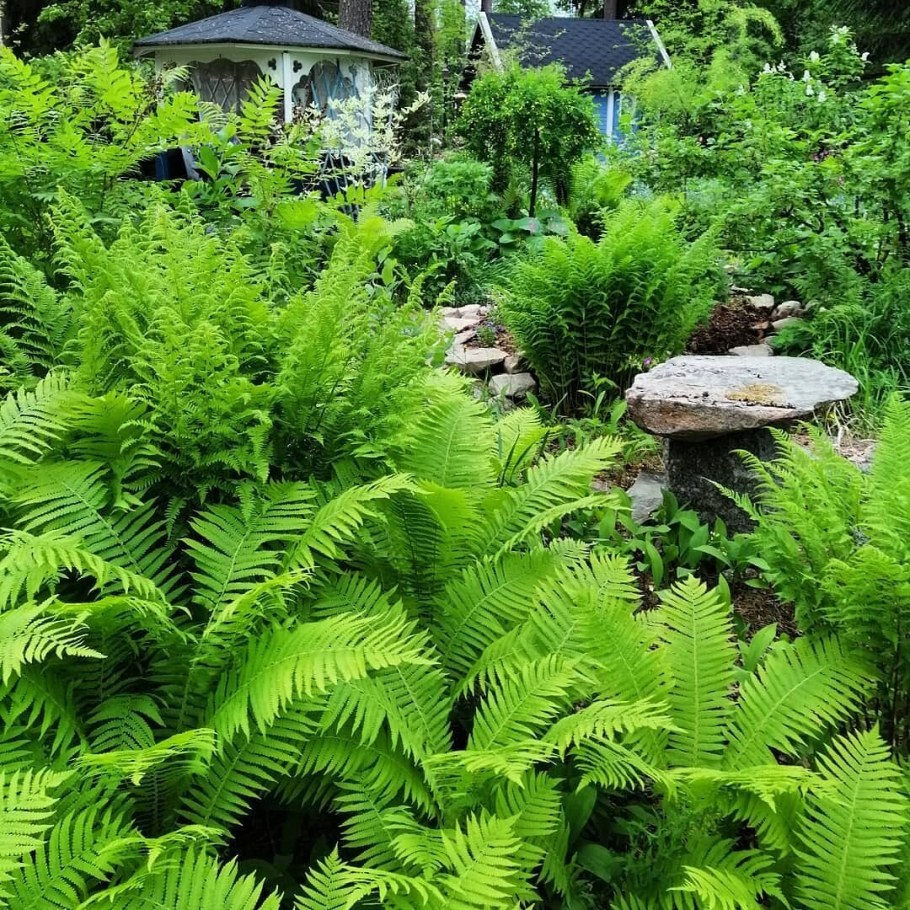 Папоротник страусник