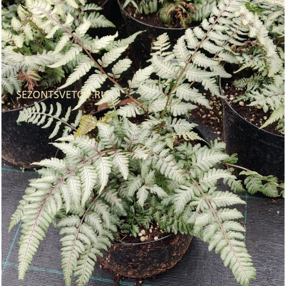 Кочедыжник ниппонский Сильвер Фолс