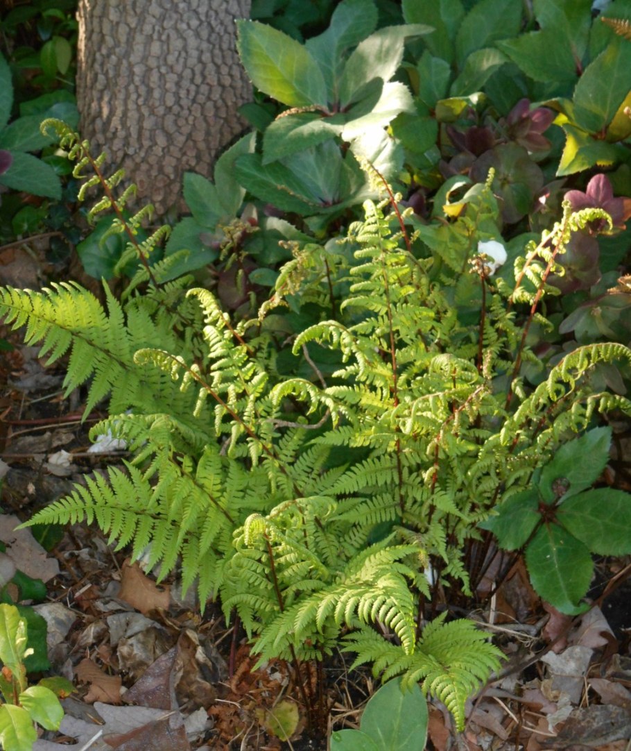 Кочедыжник Красночерешковый