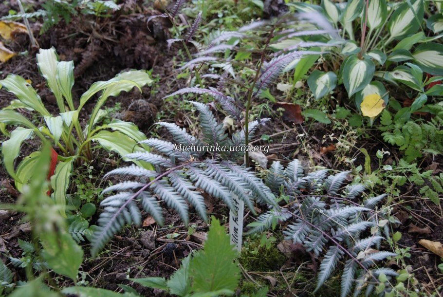 Кочедыжник ниппонский Silver Falls