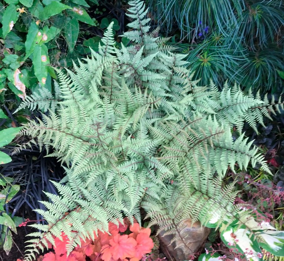 Athyrium Ghost