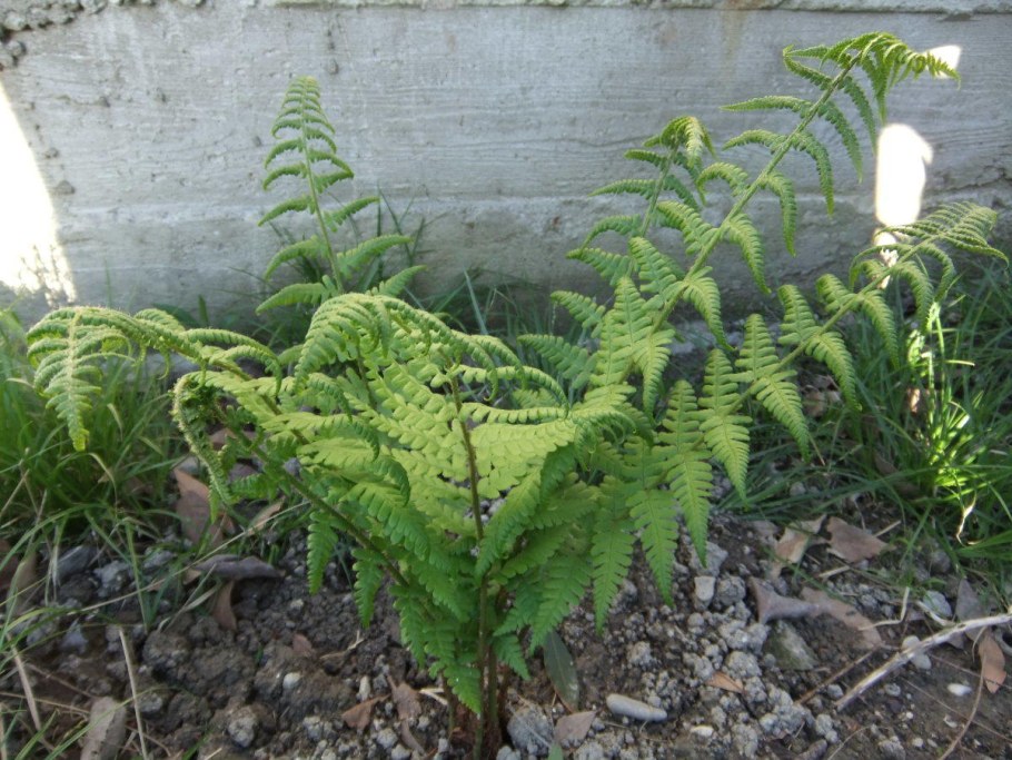 Папоротник страусник обыкновенный