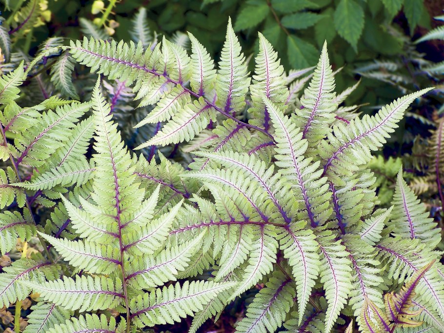 Кочедыжник ниппонский