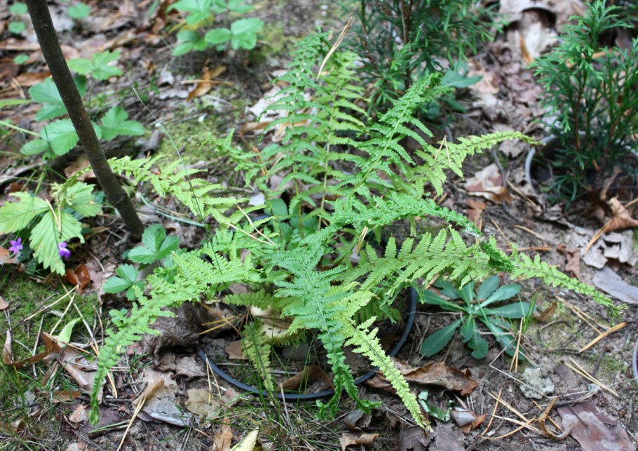 Кочедыжник ниппонский