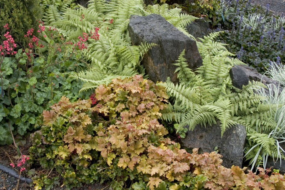 Кочедыжник Athyrium Ghost