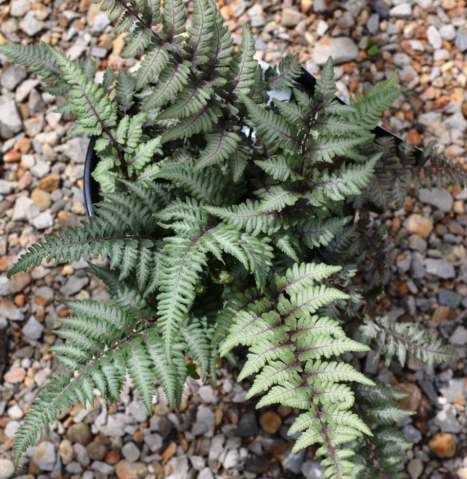 Кочедыжник ниппонский Урсулаc ред (с2)