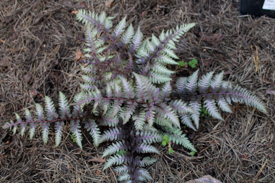 Кочедыжник ниппонский металликум