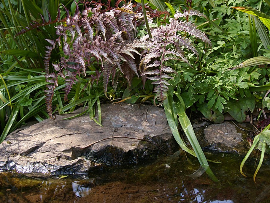 Папоротник многоножка Полиподиум