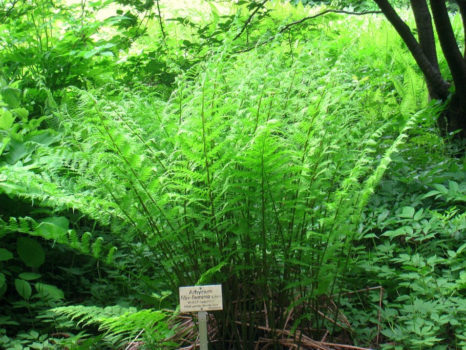 Кочедыжник женский (Athyrium filix-Femina)