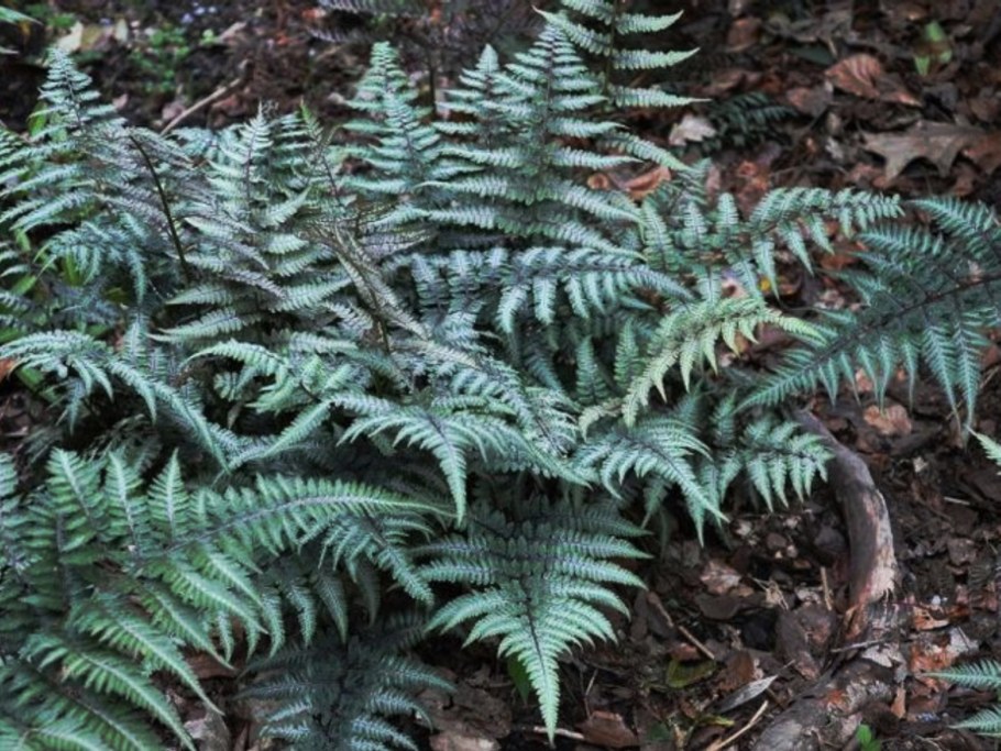 Кочедыжник (папоротник) ниппонский ред Бьюти