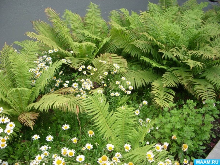 Папоротник страусник корневище