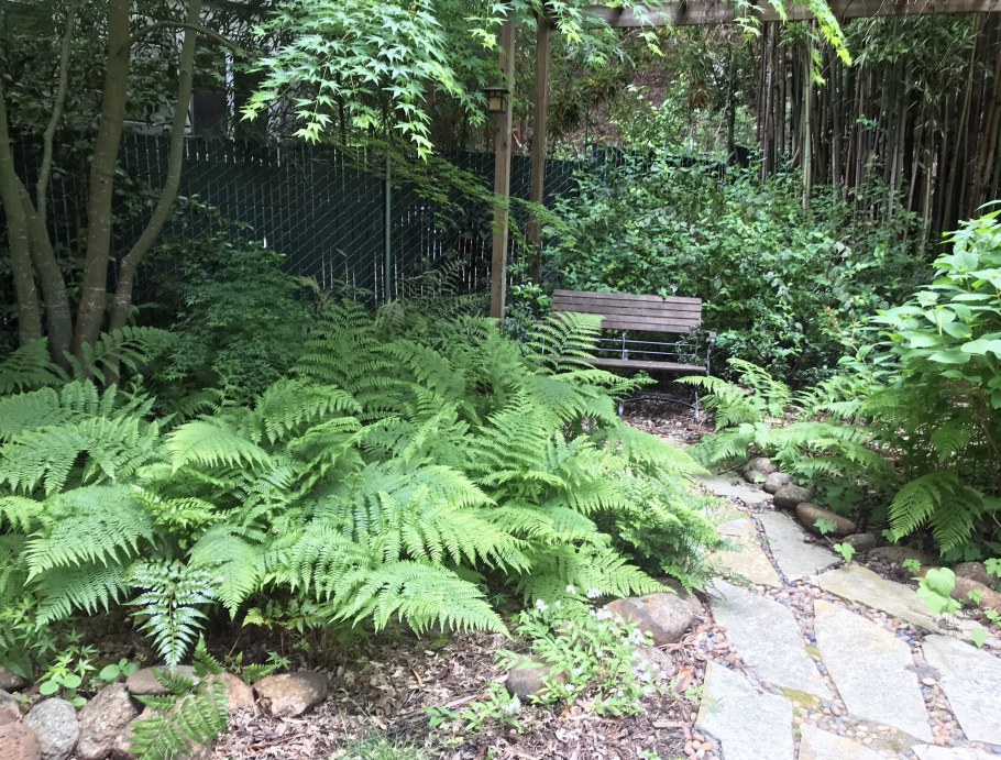 Декоративные папоротники для сада