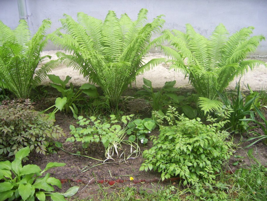 Папоротник страусник