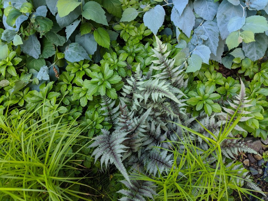 Кочедыжник Сильвер Фоллс