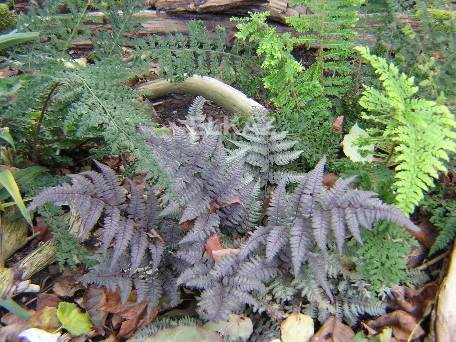 Кочедыжник бургунди