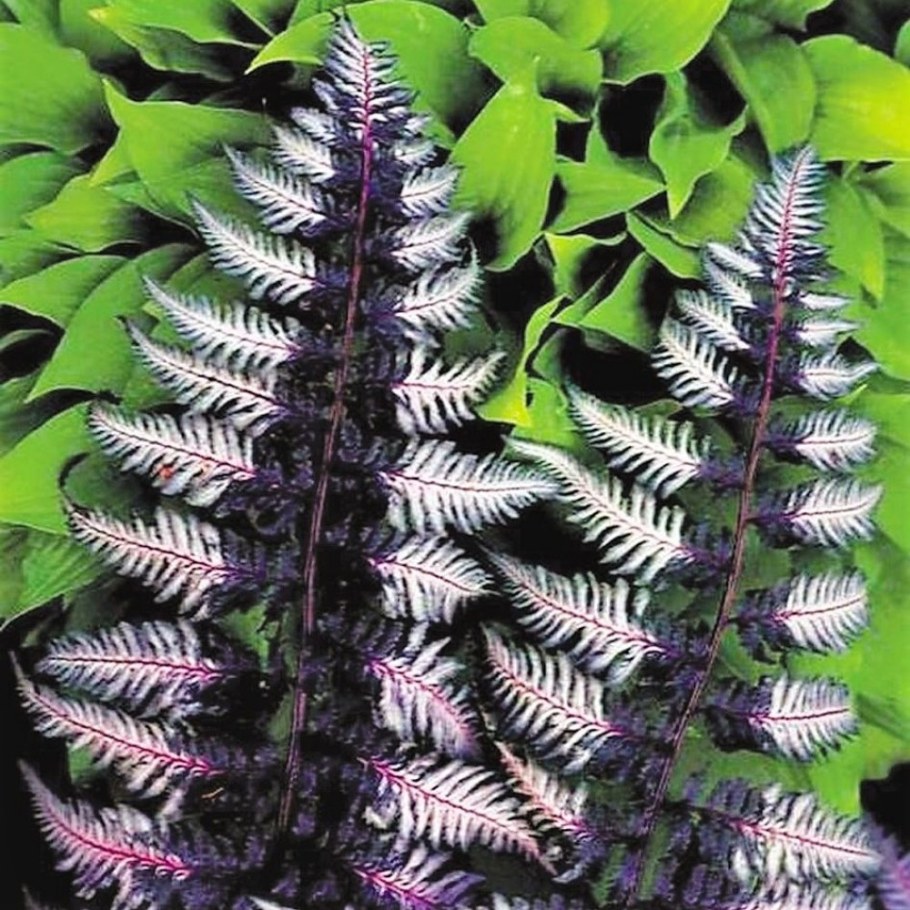 Кочедыжник ниппонский Урсулас ред