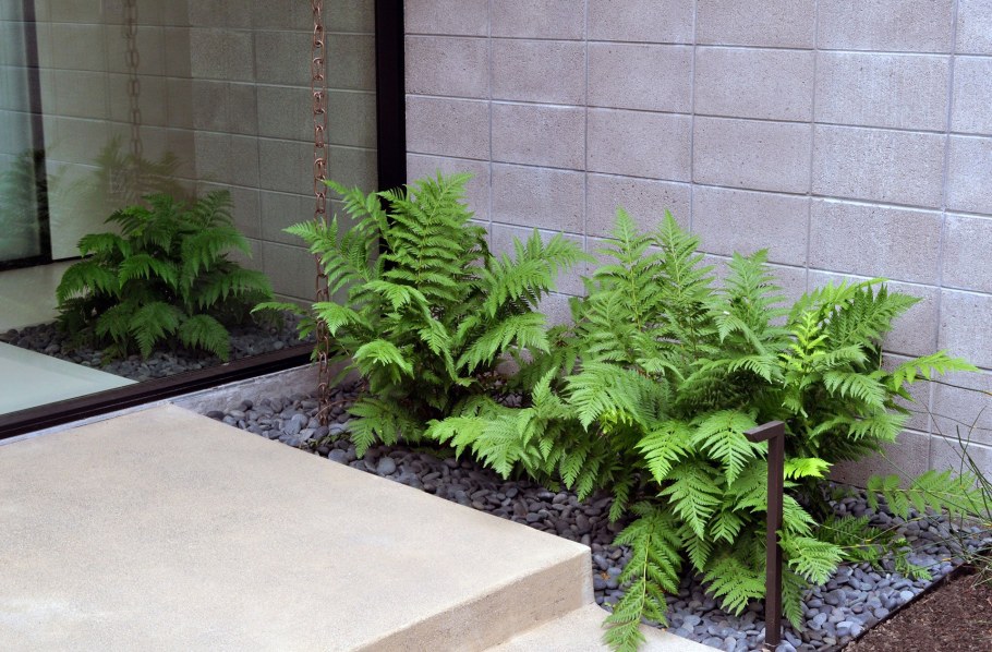 Папоротник во дворе