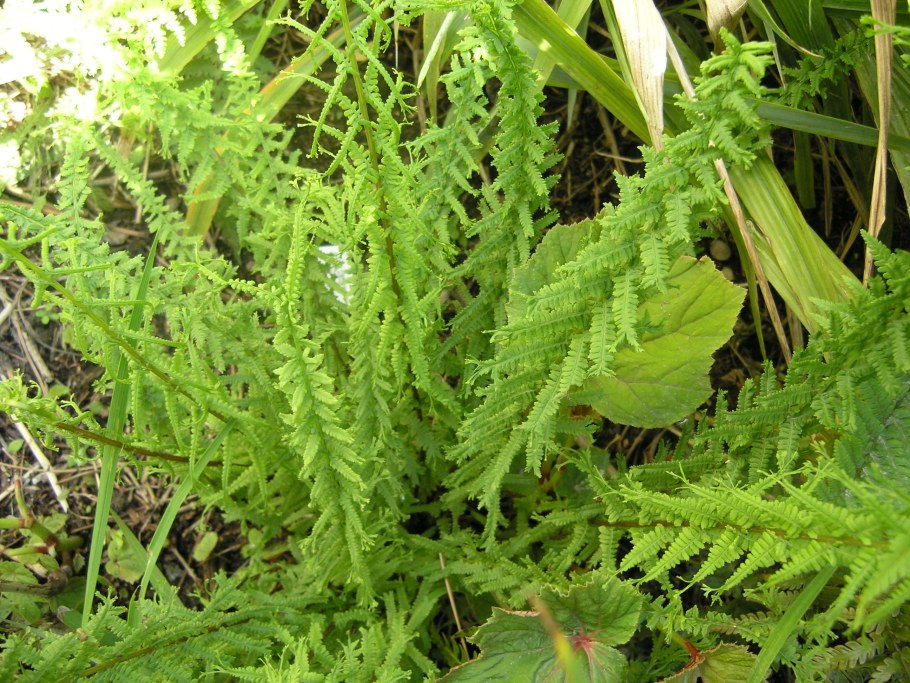 Кочедыжник Дрис