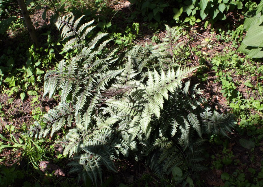 Кочедыжник ниппонский pictum