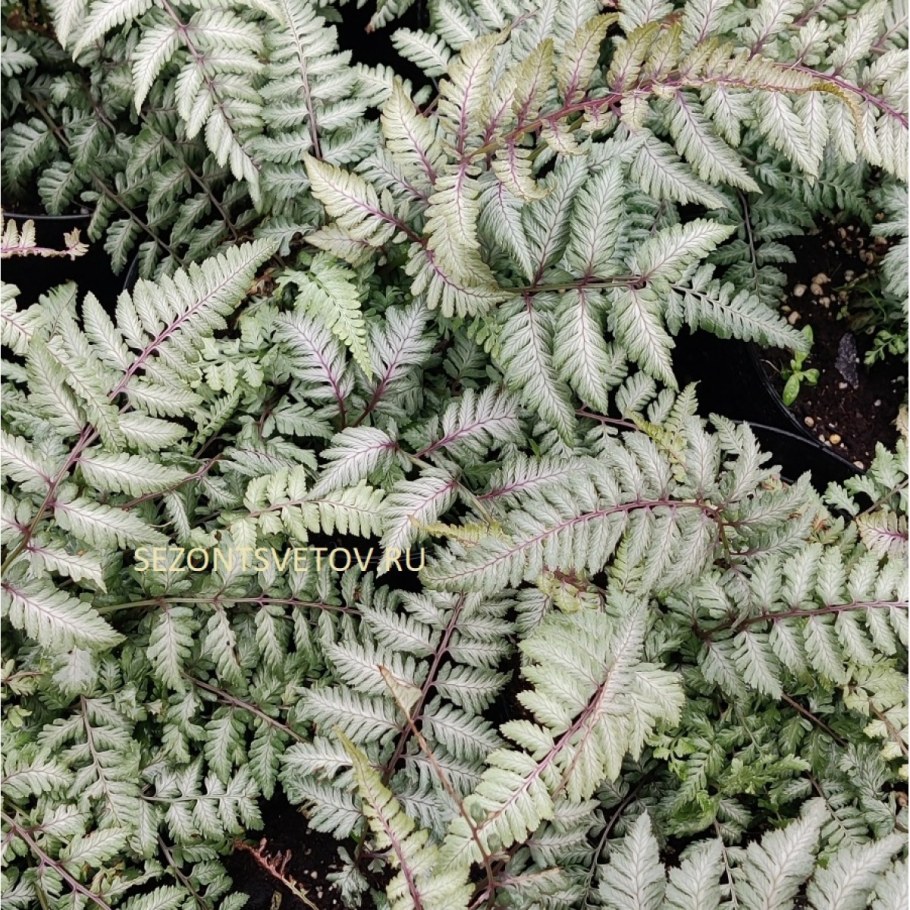 Кочедыжник ниппонский Пьютер Лейс