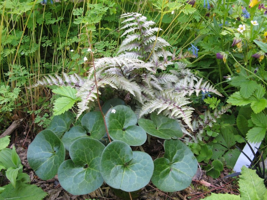 Кочедыжник и Хоста