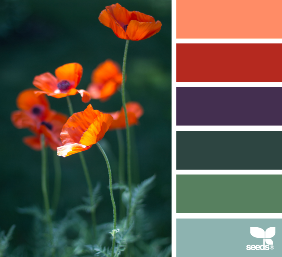 Палитра Seeds терракотовый