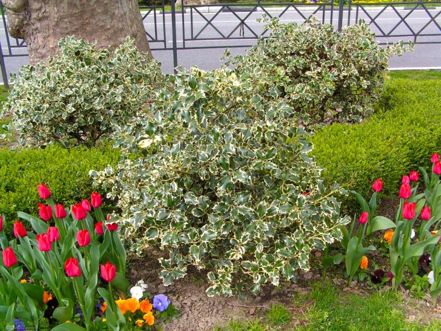 Падуб остролистный Живая изгородь